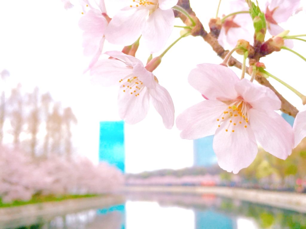 桜 写真 撮り方  iPhone, iPhone 写真 コツ, iPhone 本格的 写真