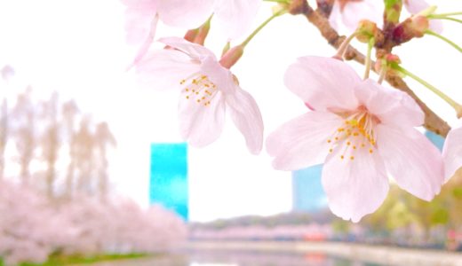 桜の写真の撮り方 iPhoneのコツは？本格的に撮りたい！